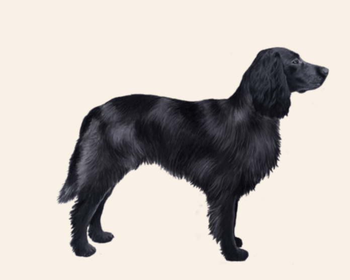 Blue Picardy Spaniel Dog Breed: A Comprehensive Guide